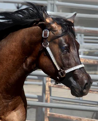  Doc's Dark Star Chesnut Homozygous Chesnut APHA Stallion Ackerman's Breeding Center Donna Ackerman